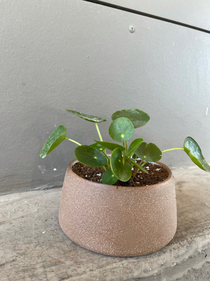 Earf Planter