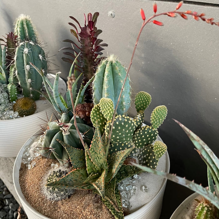 Les Rubes Cacti Garden Succulent