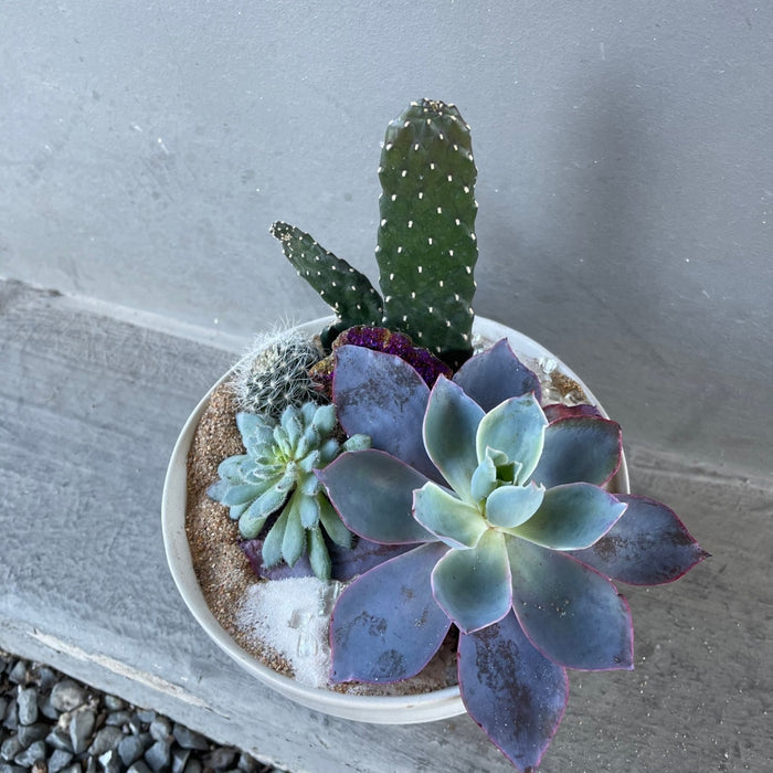 Marakeesh Garden Succulent