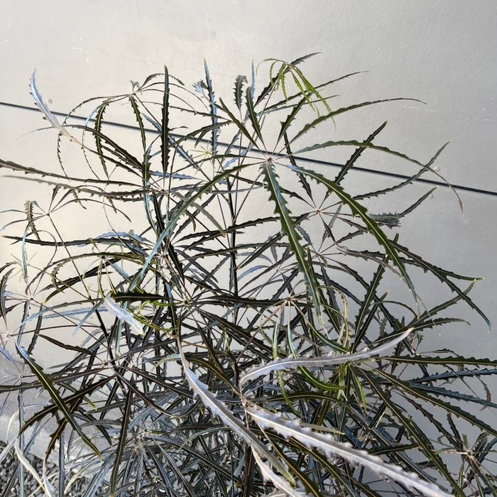 Mary Jane Aralia In Sea Grass Basket Houseplant