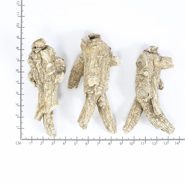American Ginseng Half Short-XXXL #870
