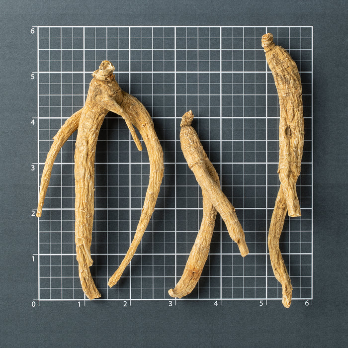 American Ginseng Prong-XL #888