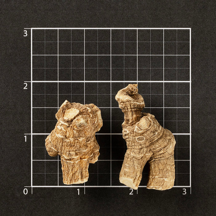 American Ginseng Short-M #884