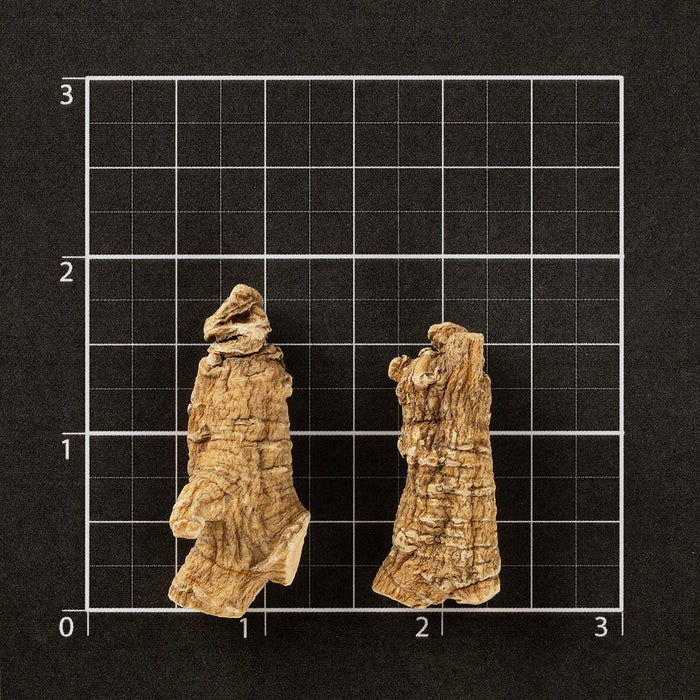 American Ginseng Short-XL #886