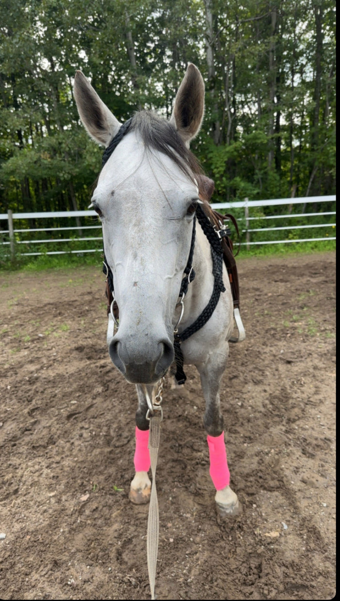 Black  mule tape tack set.