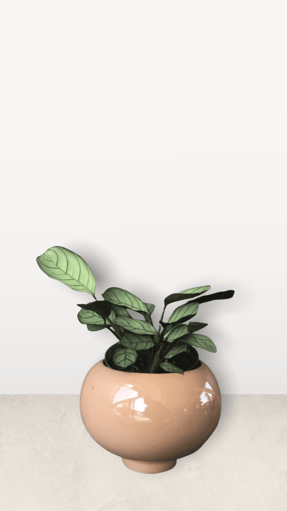 Calathea Ctenanthe In Rose Hips Planter Houseplant