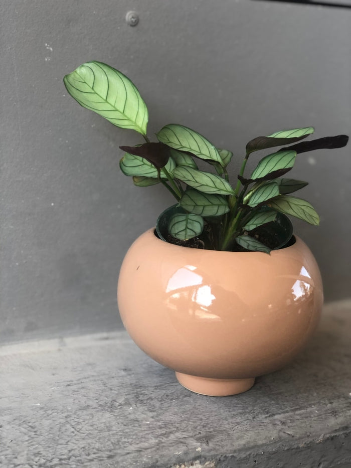Calathea Ctenanthe In Rose Hips Planter Houseplant
