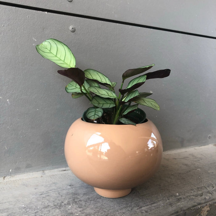 Calathea Ctenanthe In Rose Hips Planter Houseplant