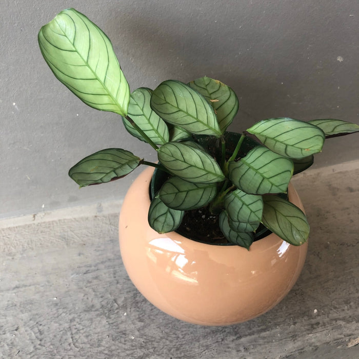 Calathea Ctenanthe In Rose Hips Planter Houseplant