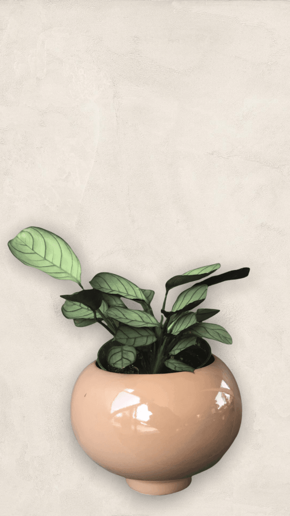 Calathea Ctenanthe In Rose Hips Planter Houseplant