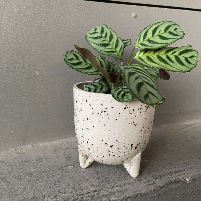 Calathea In Stracciatella Planter Houseplant
