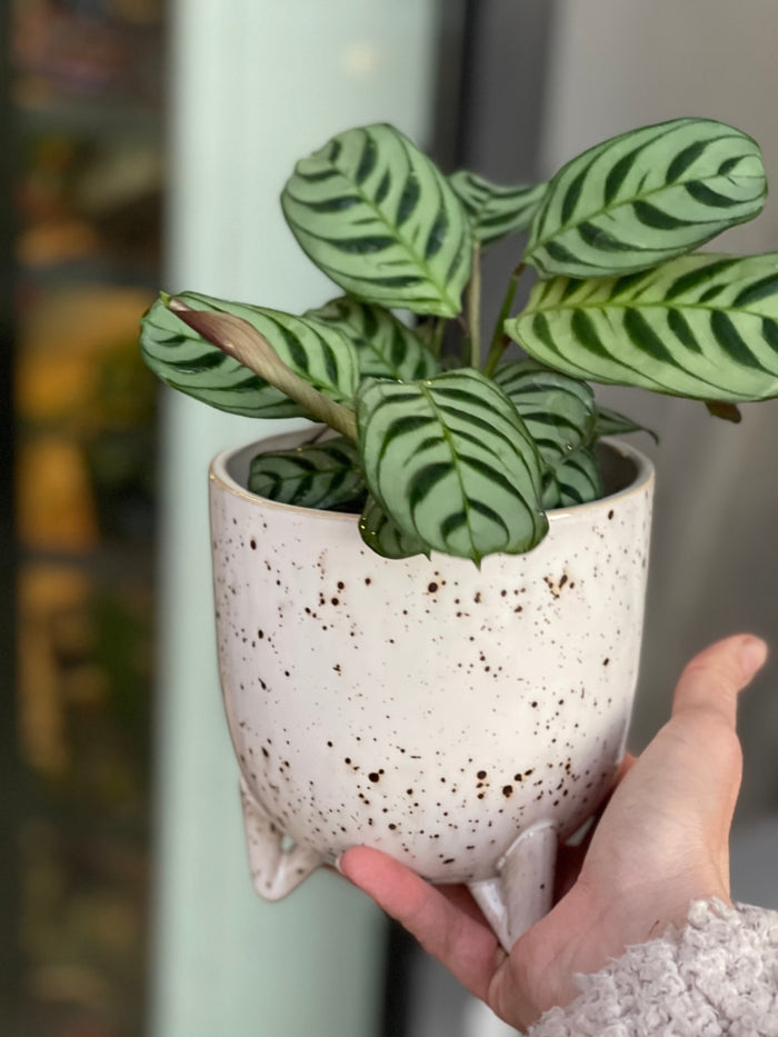 Calathea In Stracciatella Planter Houseplant