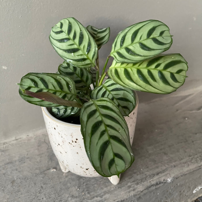Calathea In Stracciatella Planter Houseplant
