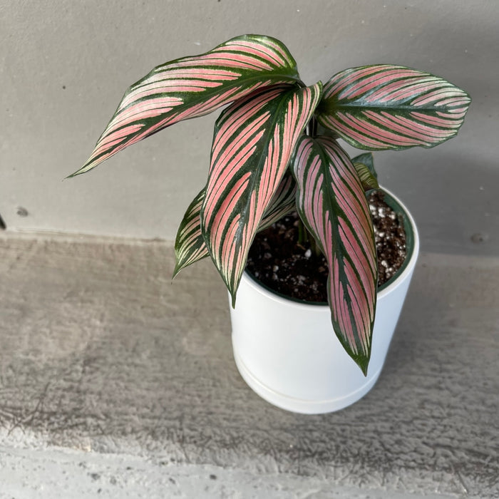 Calathea White Star In Lenoir Planter Houseplant