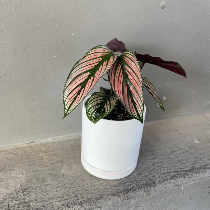 Calathea White Star In Lenoir Planter Houseplant