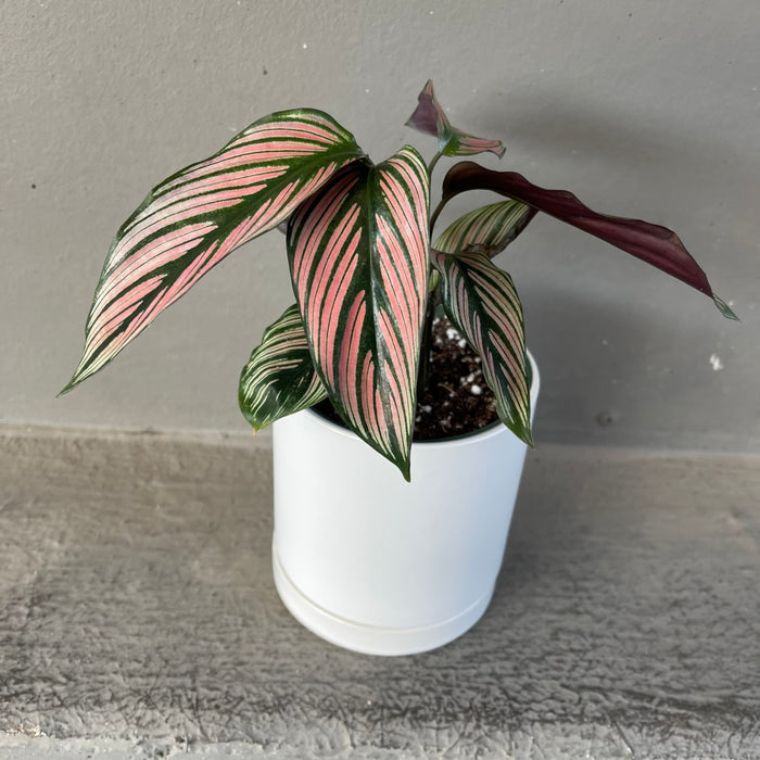 Calathea White Star In Lenoir Planter Houseplant