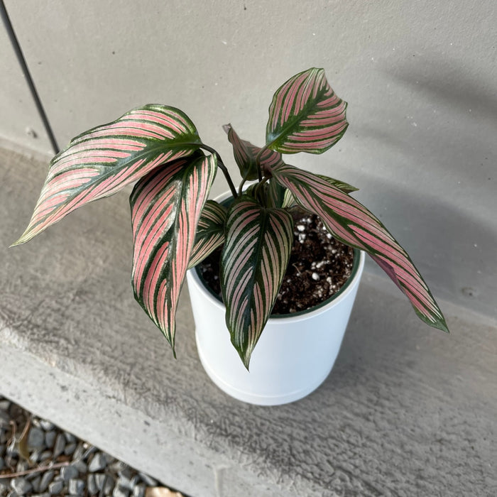 Calathea White Star In Lenoir Planter Houseplant