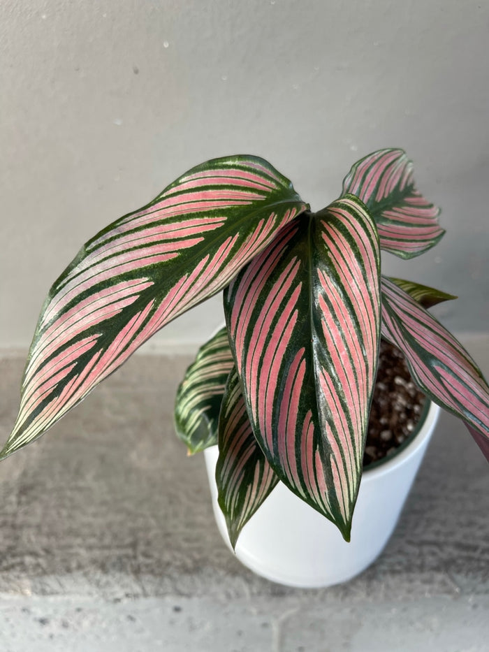 Calathea White Star In Lenoir Planter Houseplant