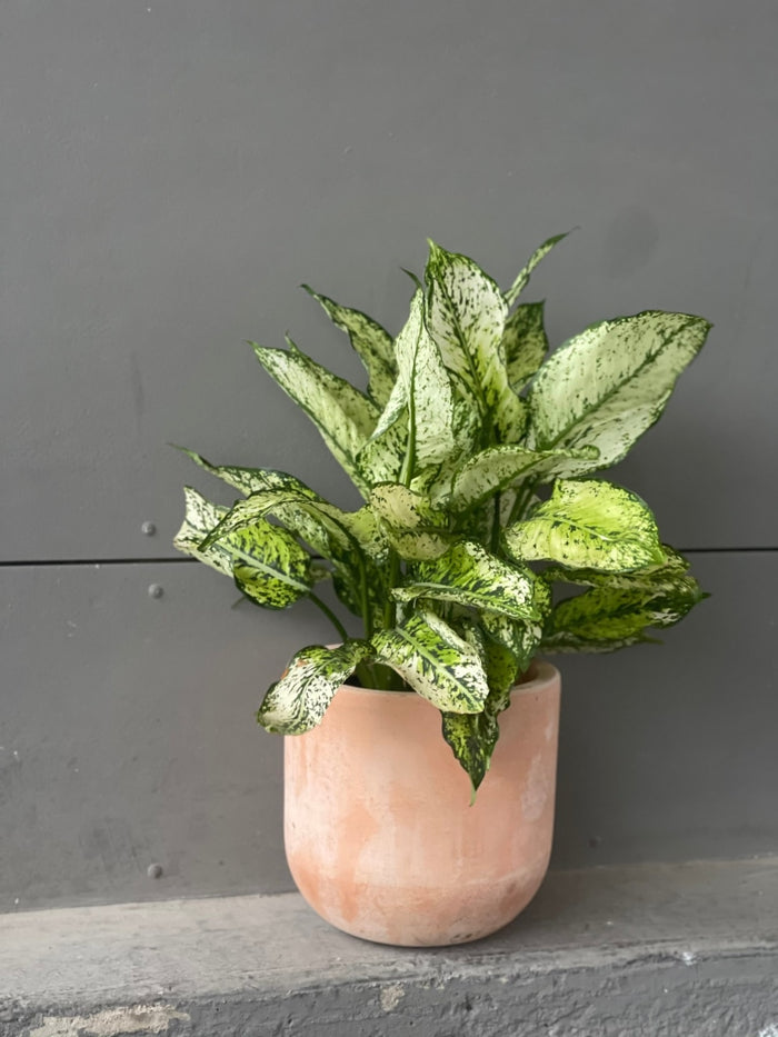 Chinese Evergreen In Aged Terra Cotta Houseplant
