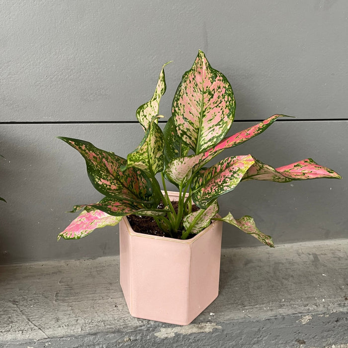 Chinese Pink In Madre Planter Houseplant