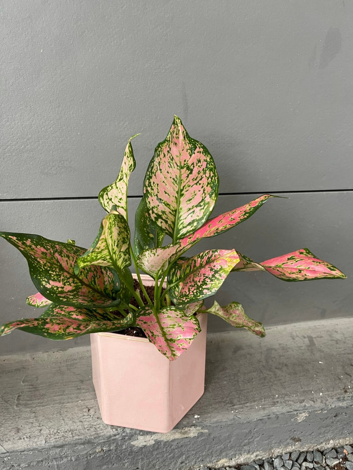 Chinese Pink In Madre Planter Houseplant
