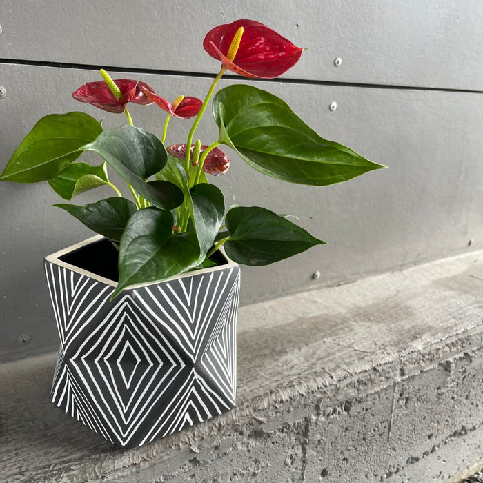 Dazed Planter Portery