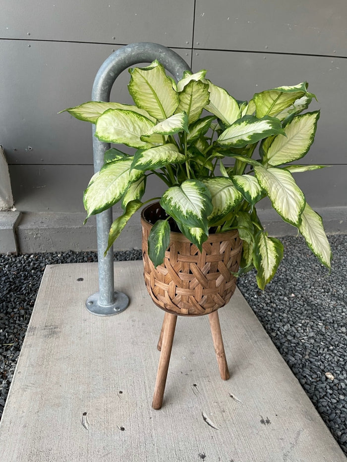 Diffenbachia In Basket Plant Stand Houseplant