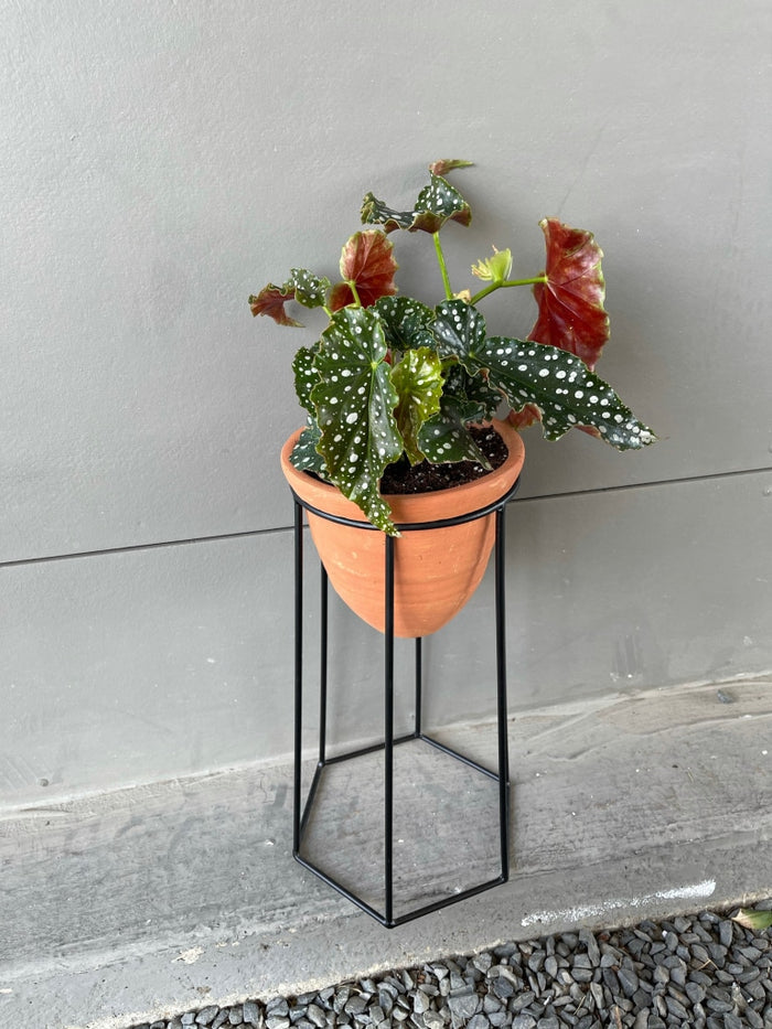 Dragon Wing Begonia In Terra Bee Stand Houseplant