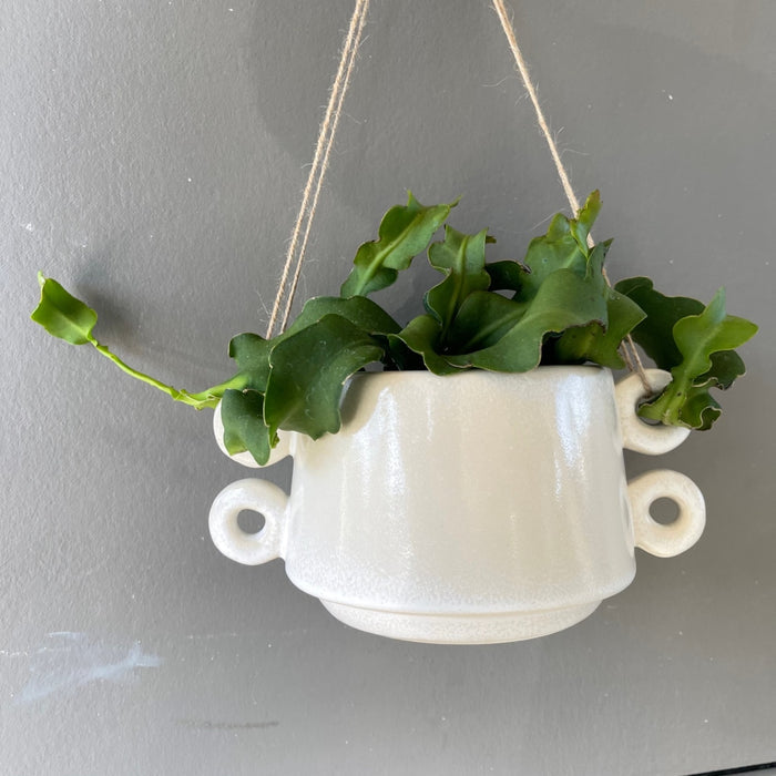 Epiphyllum Guatalamense In Izze Hanging Planter Houseplant