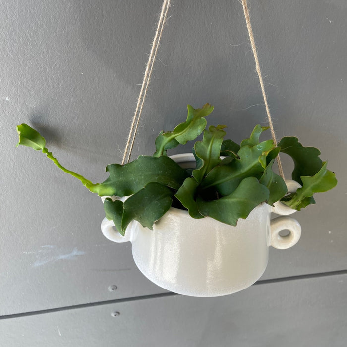 Epiphyllum Guatalamense In Izze Hanging Planter Houseplant