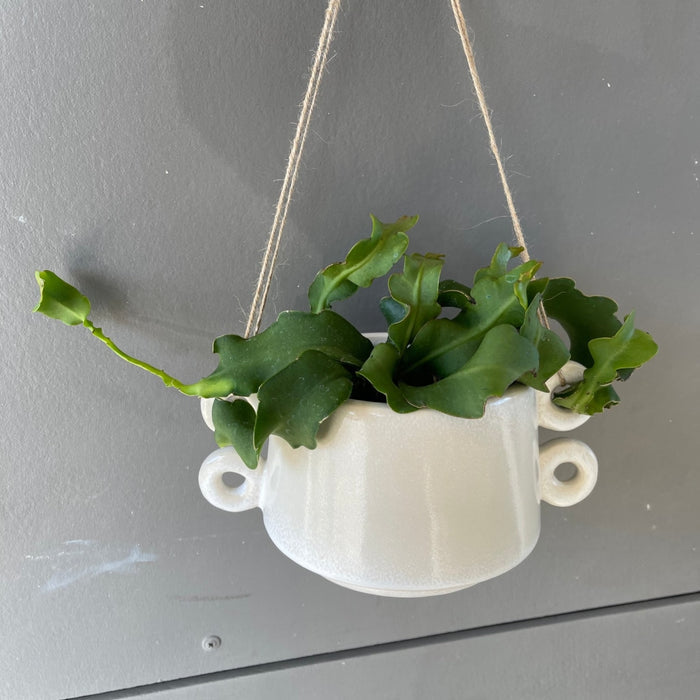 Epiphyllum Guatalamense In Izze Hanging Planter Houseplant