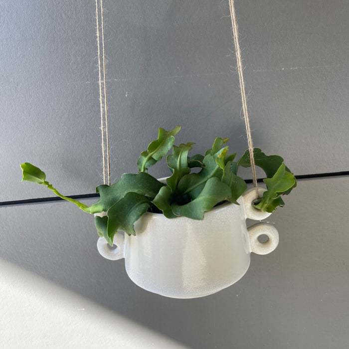 Epiphyllum Guatalamense In Izze Hanging Planter Houseplant