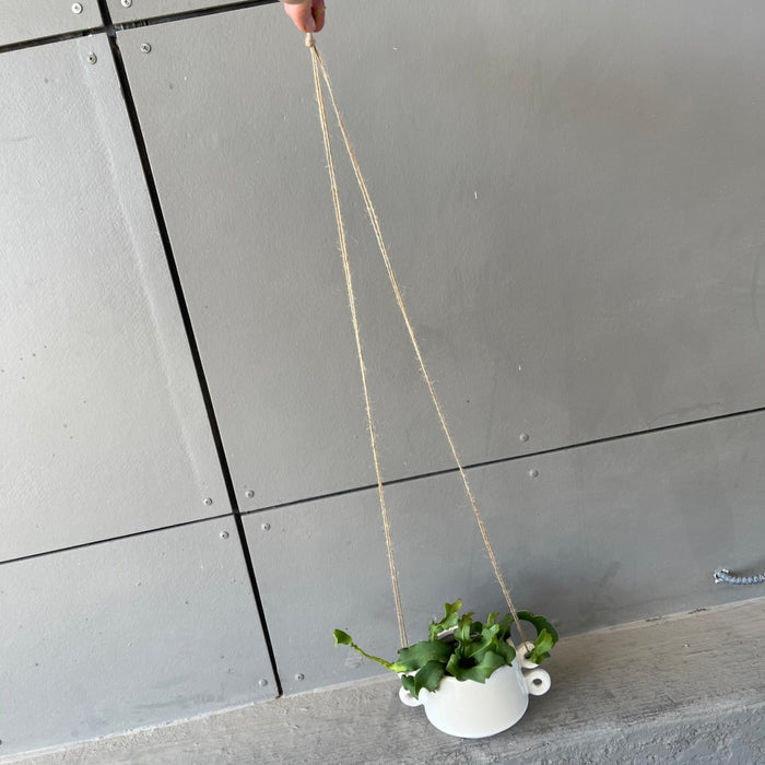 Epiphyllum Guatalamense In Izze Hanging Planter Houseplant