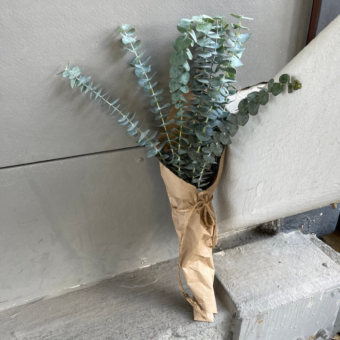 Eucalyptus Bundle