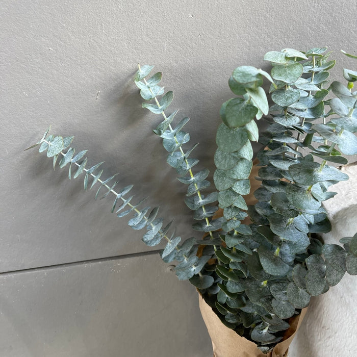 Eucalyptus Bundle