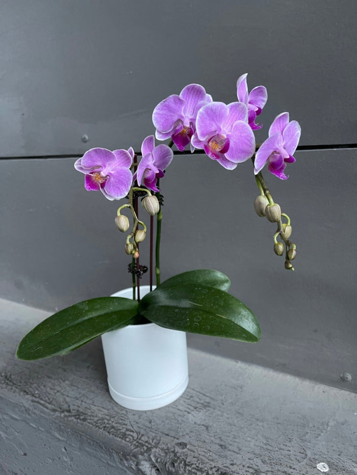 Fuscia Philandapsis Orchid In Lenor Planter Houseplant