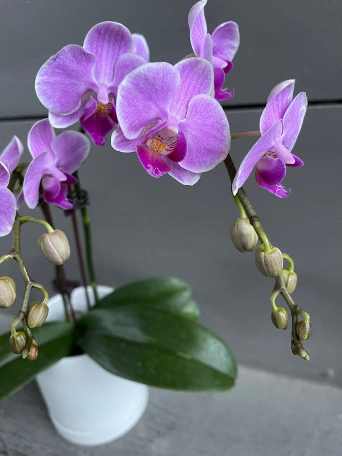Fuscia Philandapsis Orchid In Lenor Planter Houseplant