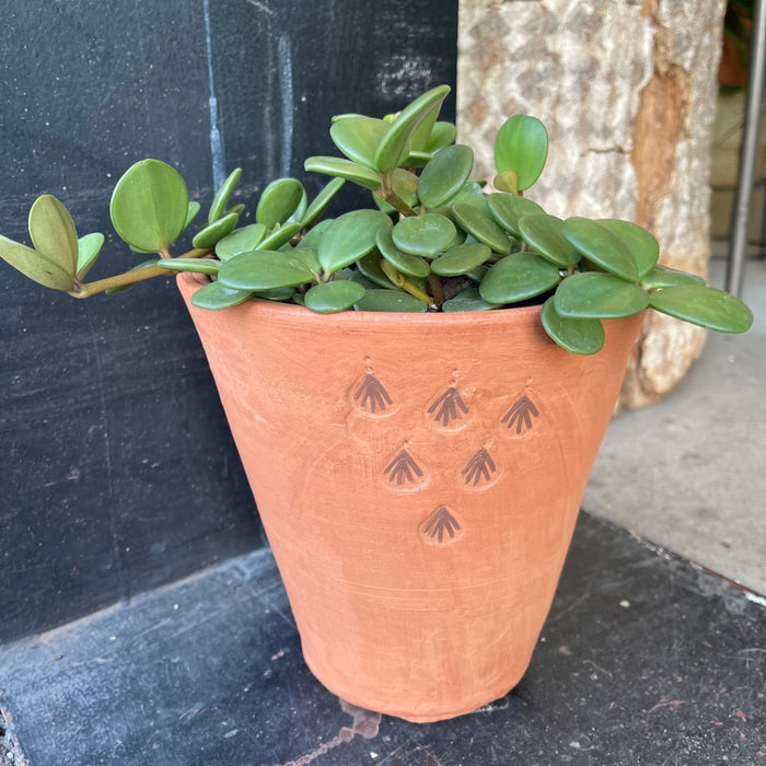 Hope Peperomia In Terra-Cotta Planter Houseplant