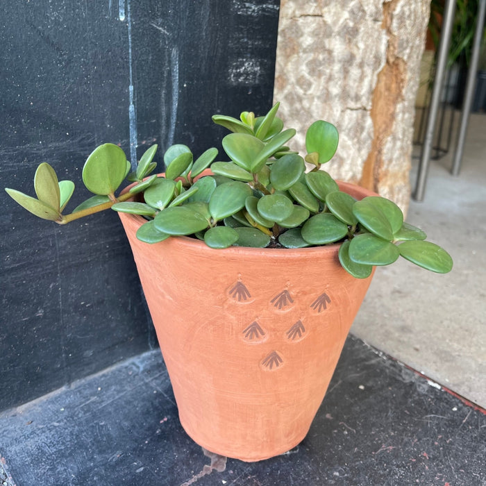 Hope Peperomia In Terra-Cotta Planter Houseplant