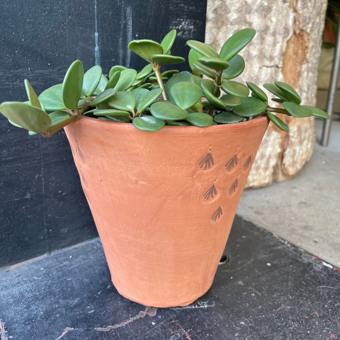 Hope Peperomia In Terra-Cotta Planter Houseplant