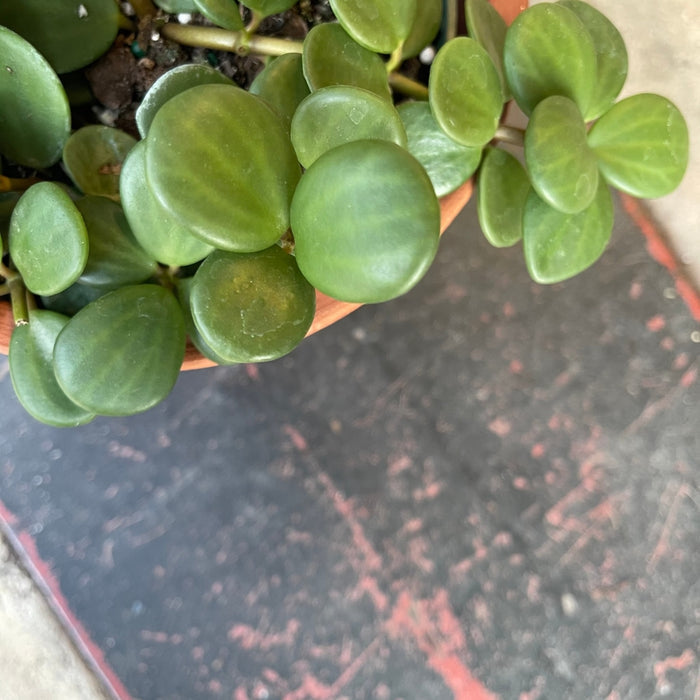 Hope Peperomia In Terra-Cotta Planter Houseplant