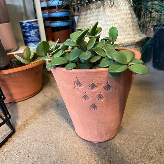 Hope Peperomia In Terra-Cotta Planter Houseplant