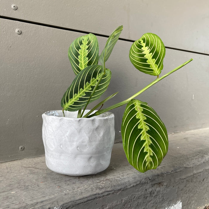 Lemon Lime Prayer In Pinch Pot Houseplant
