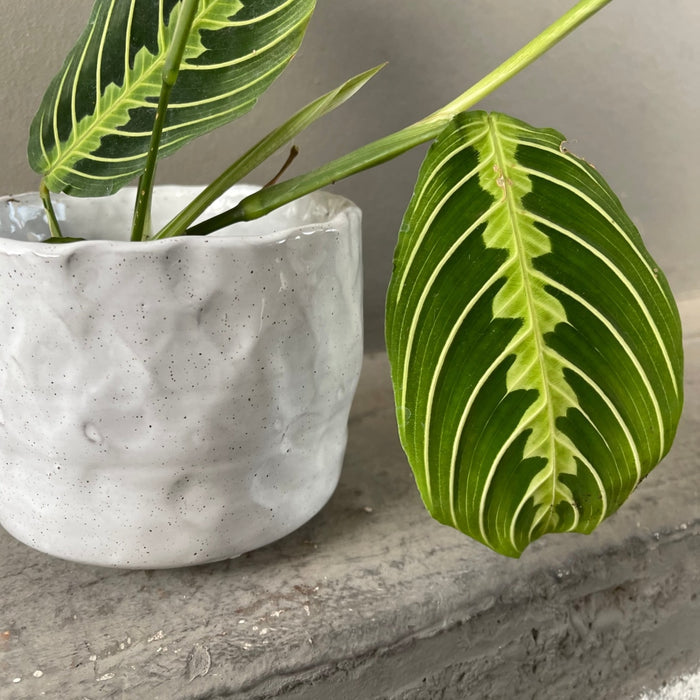 Lemon Lime Prayer In Pinch Pot Houseplant