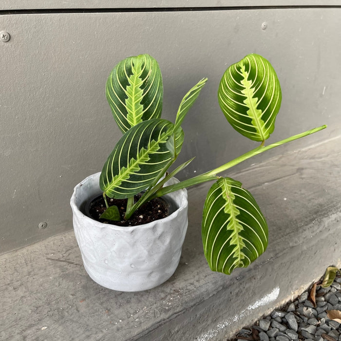 Lemon Lime Prayer In Pinch Pot Houseplant