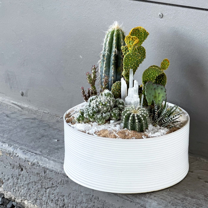 Les Rubes Cacti Garden 9 X 4 Succulent