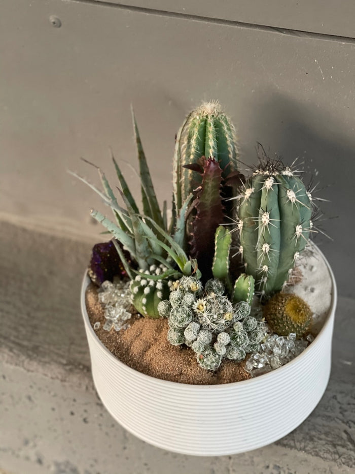 Les Rubes Cacti Garden Succulent
