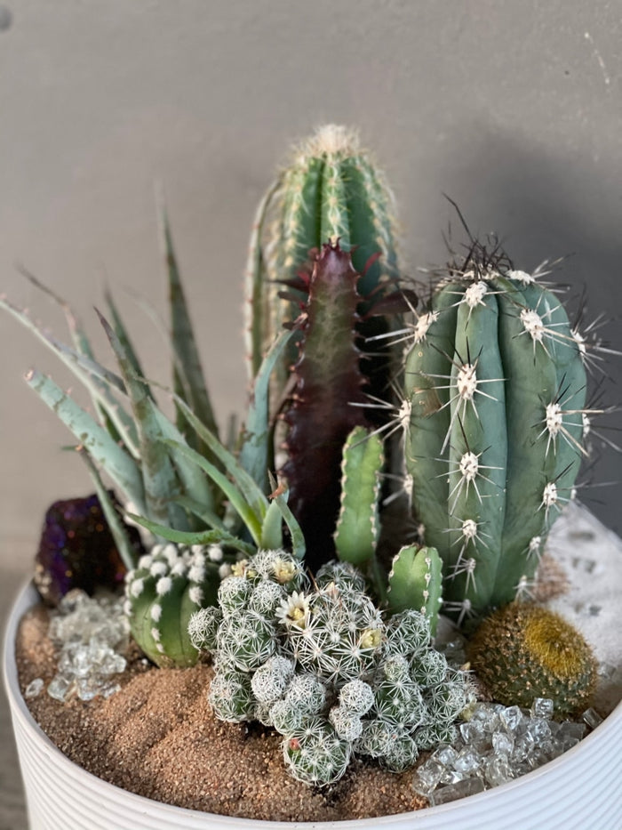 Les Rubes Cacti Garden Succulent