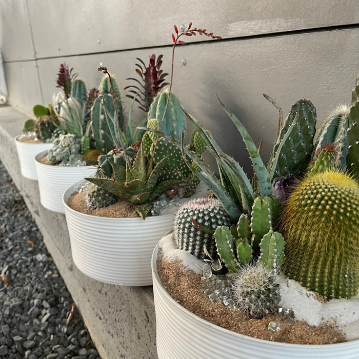 Les Rubes Cacti Garden Succulent