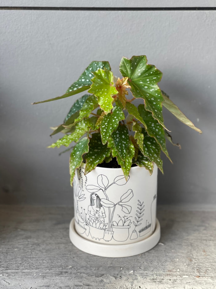 Lois Burke In Plant Love Planter Houseplant